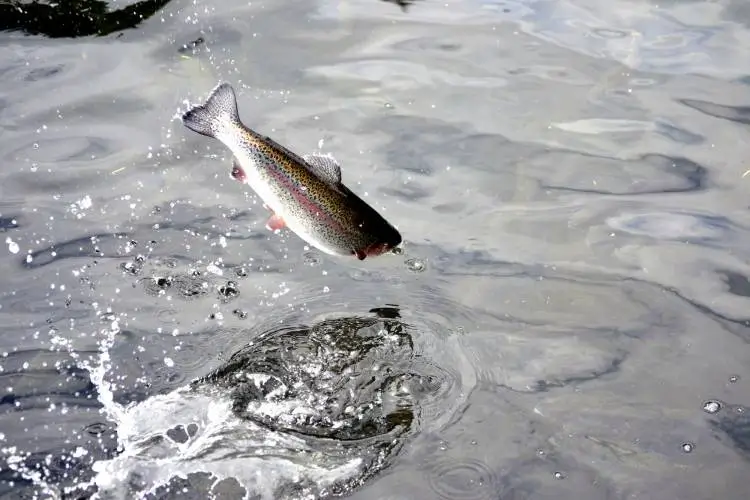 Fishing